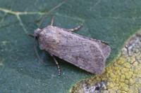 Euxoa eruta/nigrofusca/tritici
