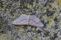 Idaea mediaria