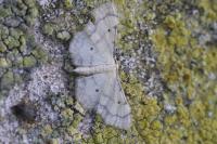 Idaea politaria