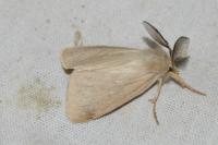 Laelia coenosa