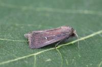 Lenisa geminipuncta