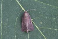Lenisa geminipuncta