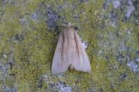 Mythimna straminea