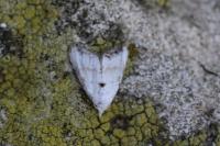 Nola infantula