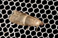Elegia