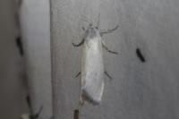 Scirpophaga praelata