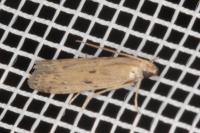 Phycitodes