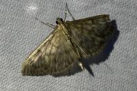 Patania ruralis
