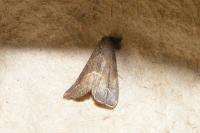Schrankia costaestrigalis