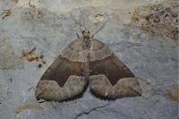Scotopteryx angularia