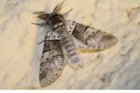 Furcula bifida
