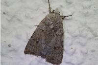 Caradrina clavipalpis