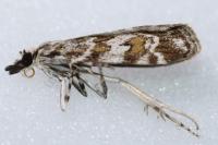 Scoparia pyralella