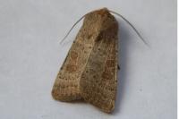 Hoplodrina ambigua