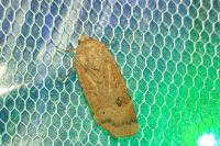 Noctua interposita