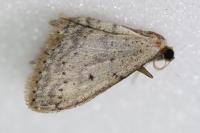 Idaea seriata