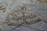 Scotopteryx octodurensis octodurensis