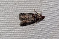 Acrobasis advenella