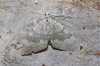 Colostygia aqueata aqueata