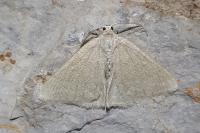 Pseudoterpna pruinata
