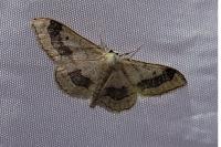 Idaea aversata