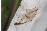 Macaria alternata