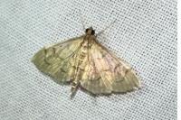 Anania verbascalis