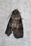 Cymatophorina diluta