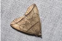 Herminia grisealis
