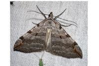 Aplocera plagiata