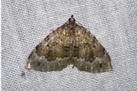 Colostygia olivata