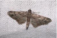 Gymnoscelis rufifasciata