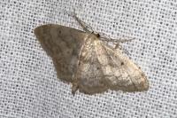 Idaea biselata