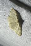 Idaea straminata