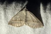Scotopteryx luridata