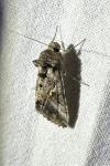 Autographa gamma