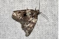 Cryphia algae