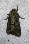 Dryobotodes eremita