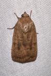 Noctua interjecta