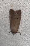 Xestia castanea