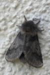 Thaumetopoea processionea