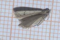 Phycitodes binaevella