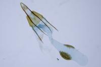 Phycitodes binaevella