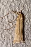 Ancylolomia tentaculella