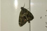 Chloroclysta siterata