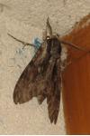 Agrius convolvuli