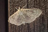 Patania ruralis