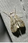 Parapoynx stratiotata