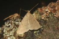 Herminia tarsipennalis