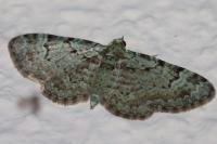 Pasiphila rectangulata